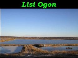 lisi_ogon